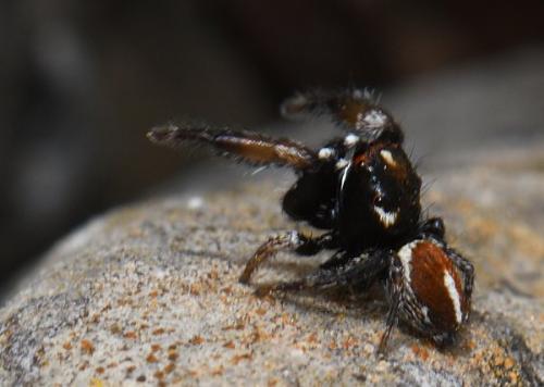 Pellenes flavipalpis